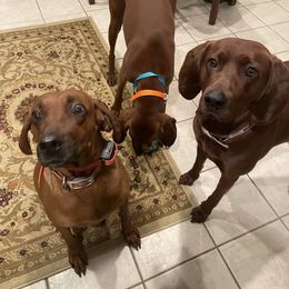 Vixxen - Redbone Coonhound