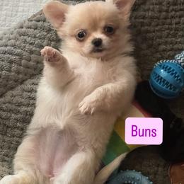 BUns - Cream female Chihuahua puppy in Canton, Georgia from Moon Made Farm