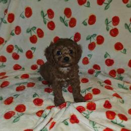 Duke - Red male Cavapoo puppy in Copan, Oklahoma from Lebel Cavapoos