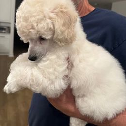 Poodles from MD's Miniature Poodles