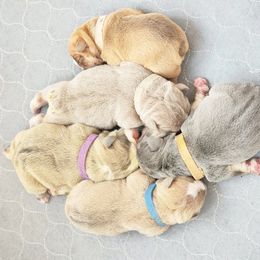 Bulldog Puppies from Badger Canyon bulldogs
