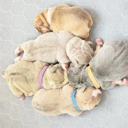 Bulldog Puppies from Badger Canyon bulldogs