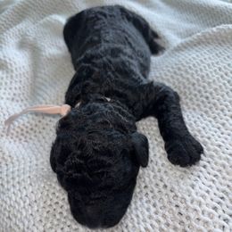 Daisy. - Black female Poodle puppy in Houston, Texas from The Standards