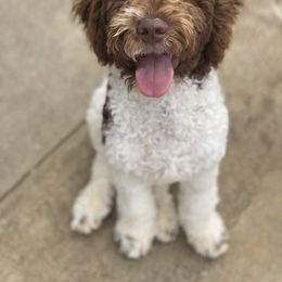 Bernedoodle and Goldendoodle All Grown Up from Brown’s Golden Paws