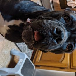 Persimmon - Cane Corso