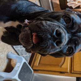 Persimmon - Cane Corso