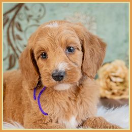 Jenny - Red  female Goldendoodle puppy in Connersville, Indiana from Deaz Doodle Ranch
