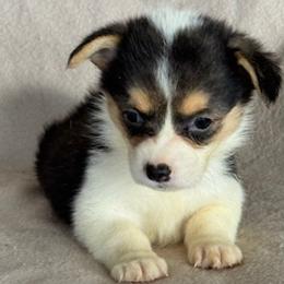 Versace - Black and tan female Pembroke Welsh Corgi puppy in Huntington Beach, California from Gingerbread