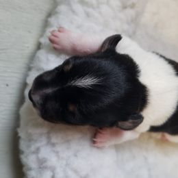 Boy 1 - Black white and tan Rat Terrier puppy in Austin, Texas from Angel Flight Kennel