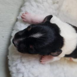 Boy 1 - Black white and tan Rat Terrier puppy in Austin, Texas from Angel Flight Kennel