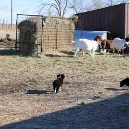 Miniature Australian Shepherd Puppies from Bock's Mini Aussies