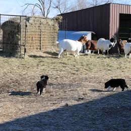 Miniature Australian Shepherd Puppies from Bock's Mini Aussies