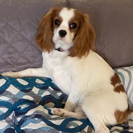 Millie - Cavalier King Charles Spaniel