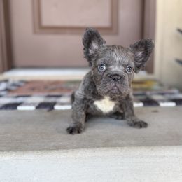 Girl 1 - female French Bulldog puppy in Davis, Oklahoma from Dreampups