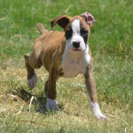 Boy1 - Brindle male Boxer puppy in Earlsboro, Oklahoma from Lieben Boxers