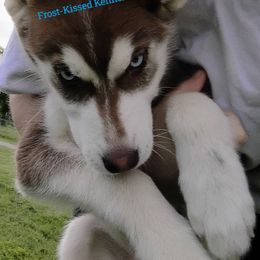 Siberian Husky Puppies from Frost-Kissed Kennels