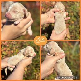 Eli - Cream male Dachshund puppy in Wichita Falls, Texas from Long Dogs in The Falls