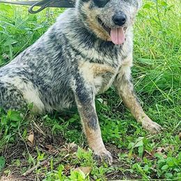 Willow - Australian Cattle Dog