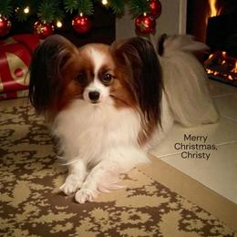 Papillon All Grown Up from Inspire Papillon