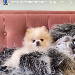 Pomeranian Puppies from Glitzypoms