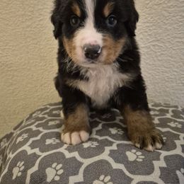 Garth - Black rust and white male Bernese Mountain Dog puppy in Argyle, Iowa from Sugar Creek Kennels
