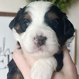 Ruby - Bernedoodle puppy from Hope Valley Doodles
