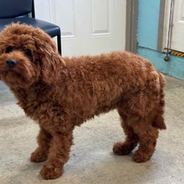 Moxy - Red  female Goldendoodle puppy in Jasper, Indiana from Hilltop Pups LLC