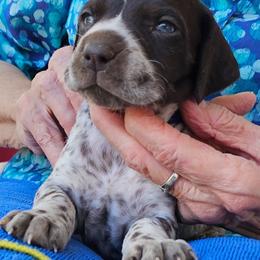 B - White and liver male German Shorthaired Pointer puppy in Glendive, Montana from Lazy Hearts Kennel