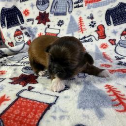 Hazel - Brindle female Shih Tzu puppy in Wakefield, Rhode Island from Shih Tzu Companions in Rhode Island