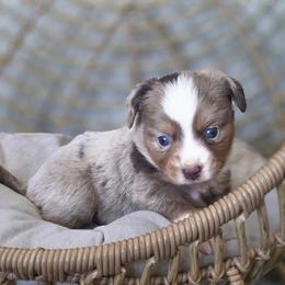 Brandy - Red merle female Miniature Australian Shepherd puppy in Killen, Alabama from Wilkers Wholehearted Mini Aussies