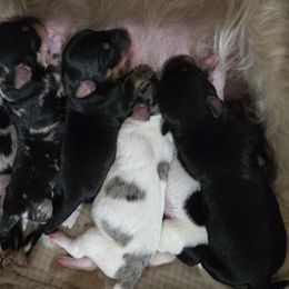 Companion Cross Puppies from Isabelle's Puppy Patch