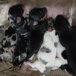 Companion Cross Puppies from Isabelle's Puppy Patch