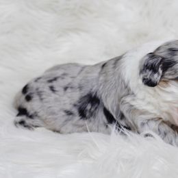 Aussiedoodle and Goldendoodle Puppies from Skyridge Doodles