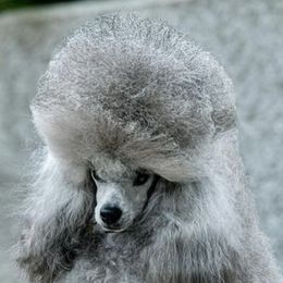 Poodles from Kandyland Toy poodles