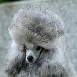 Poodles from Kandyland Toy poodles