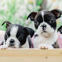 Boston Terriers from Bruno’s Bostons