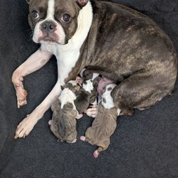 Boston Terrier puppies from All American Boston Terriers