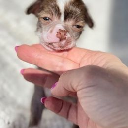 Chinese Crested Puppies from Royal Chinese Crested
