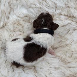 Smores - Parti male Poodle puppy in Otto, North Carolina from Wild Suns Farm