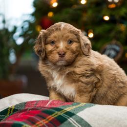 Juniper - female Australian Mountain Doodle puppy in Cortez, Colorado from Sassy Pants Pups