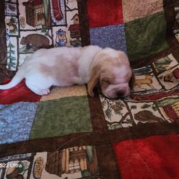 Lt Green Girl - Red and white female Basset Hound puppy in Hood River, Oregon from The Walls Hounds With Heart