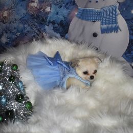 Faith - Cream and white female Chihuahua puppy in Gloucester, Virginia from Charlotte's Web of Chihuahuas