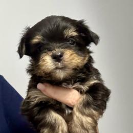 Boy 3 - Black and white male Havanese puppy in Walpole, Massachusetts from Golden Glen Havanese