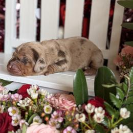 Chocolate fever - Dapple female Dachshund puppy in Wills Point, Texas from Duck Creek Farm