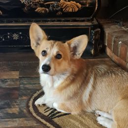 Bailey - Pembroke Welsh Corgi