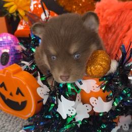 Coco - Chocolate male Pomsky puppy in Spring Hill, Florida from PDQ Pomskies