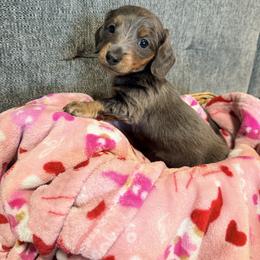 Girl - Blue and tan female Dachshund puppy in Crossville, Tennessee from Golden Critter Farm