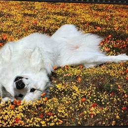 Great Pyrenees All Grown Up from Painted Sky