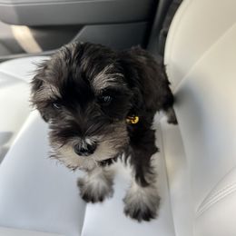 Girl 2 - Black and silver Miniature Schnauzer puppy in Washington from Ruby Schnauzers