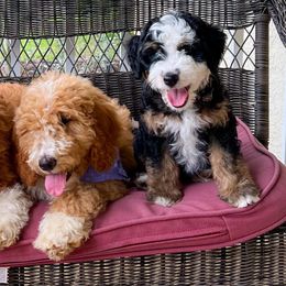 Bernedoodles, French Bulldogs, and Goldendoodles from Ohana Doodles x Frenchies